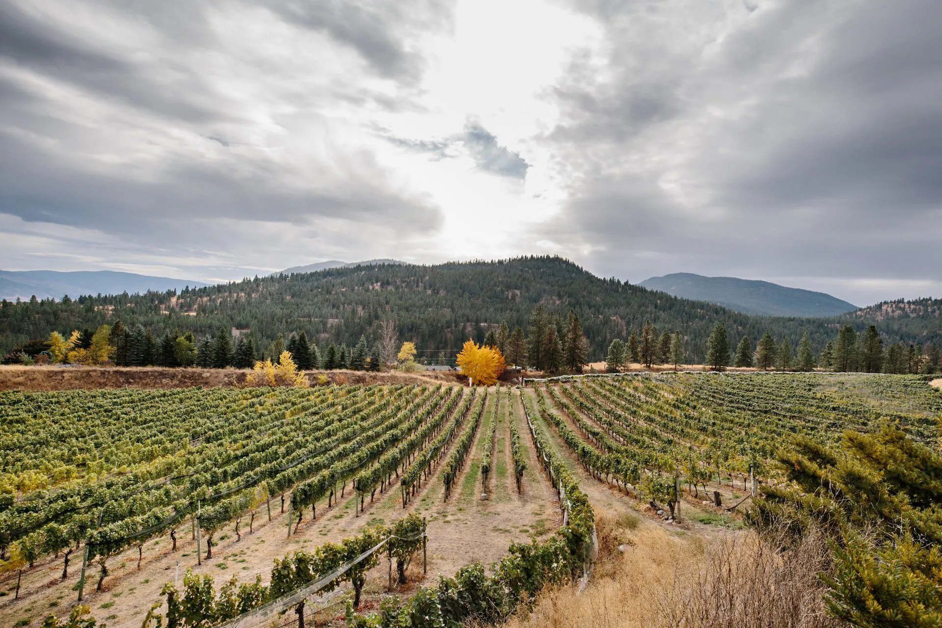 Dirty Laundry vineyard