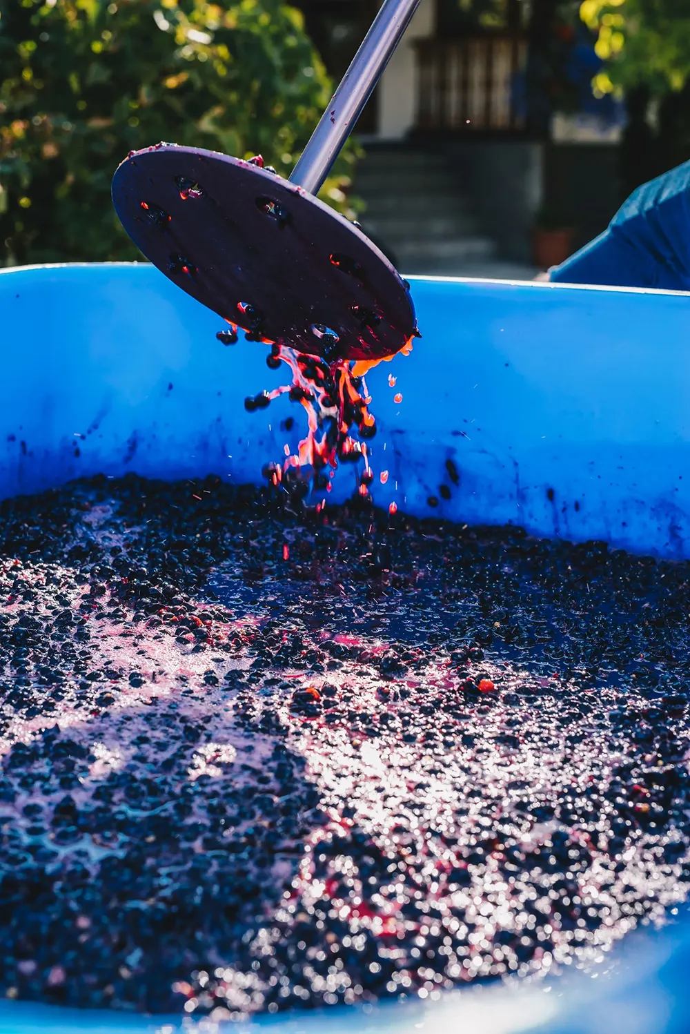 Harvesting at Dirty Laundry Winery