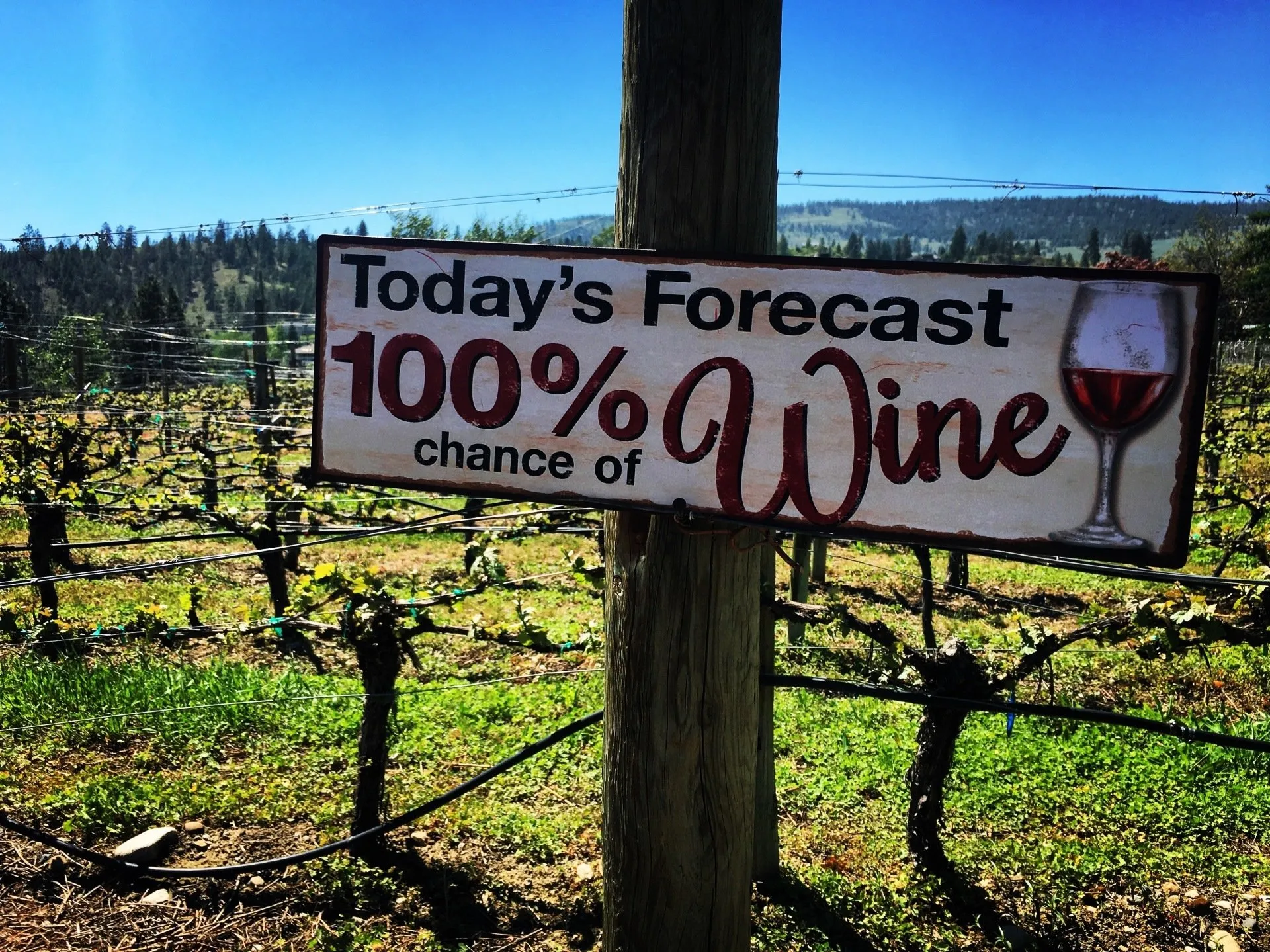 Vineyard sign at Dirty Laundry Winery